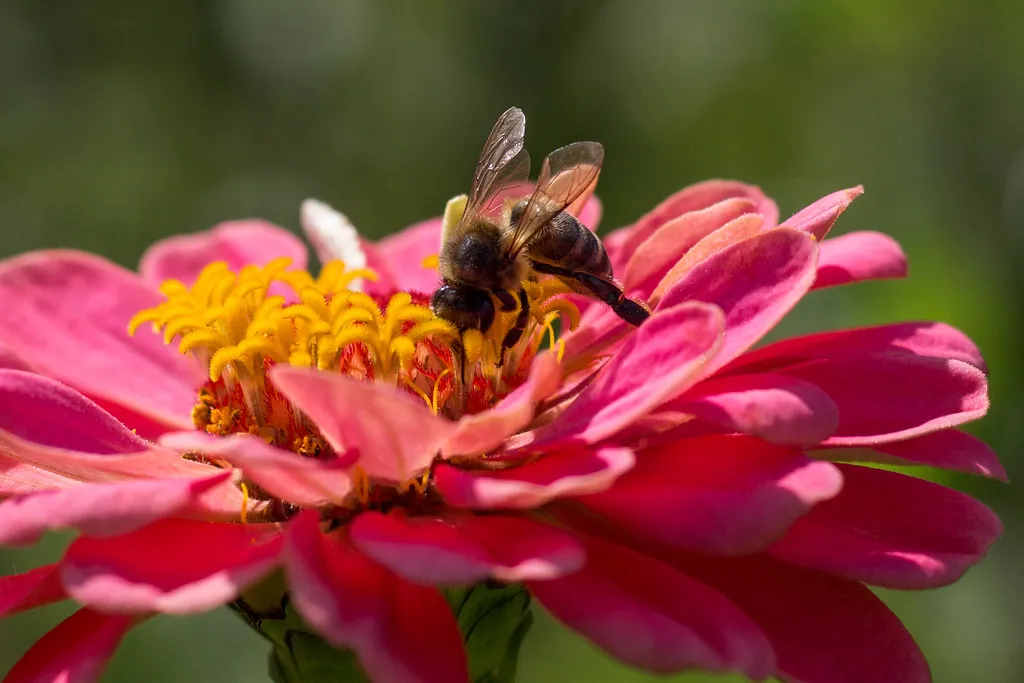 An Honest Signal to Pollinators (DanielaC173, Flickr, CC BY-SA 2.0)