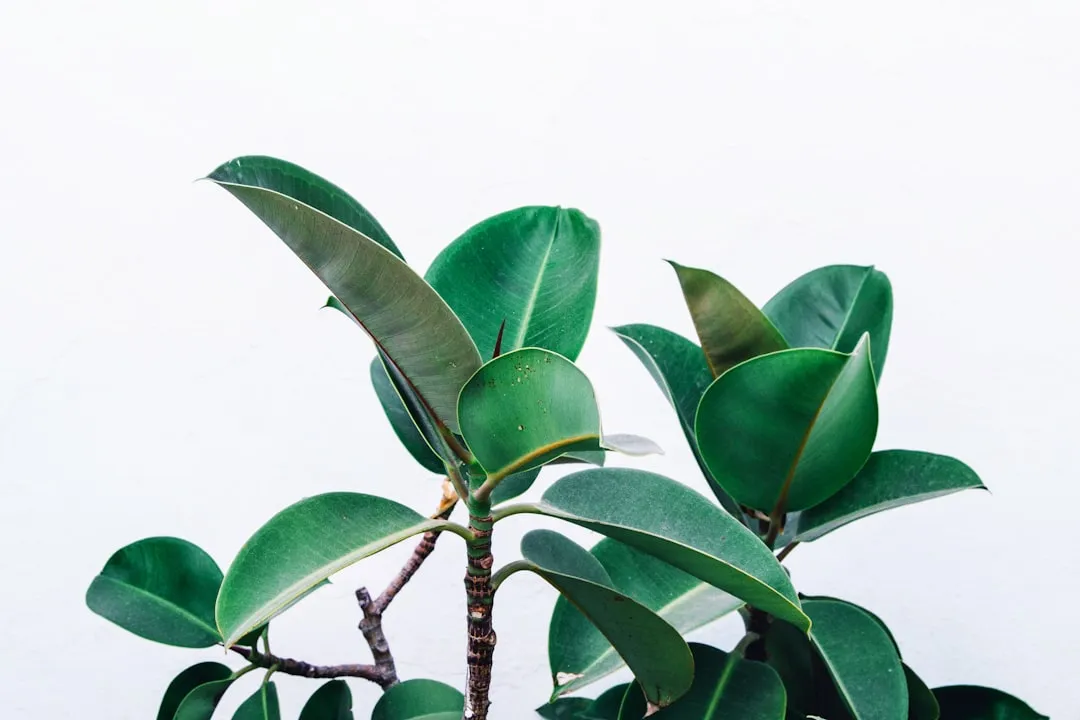 Citizen Science Is Changing Who Gets to Make These Discoveries (Image Credits: Unsplash)
