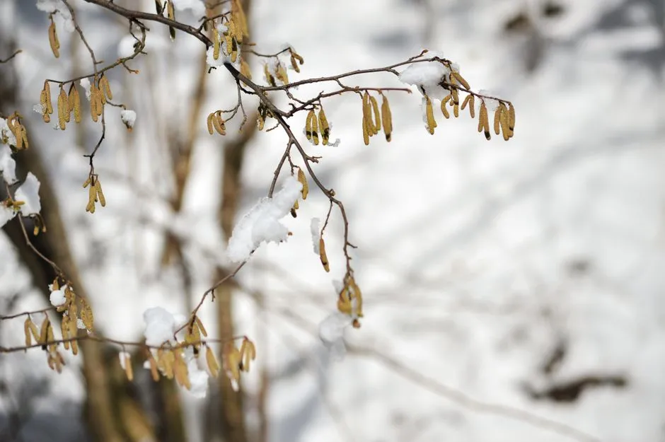 Its Ecological Role in a Bare Landscape (Image Credits: Pexels)