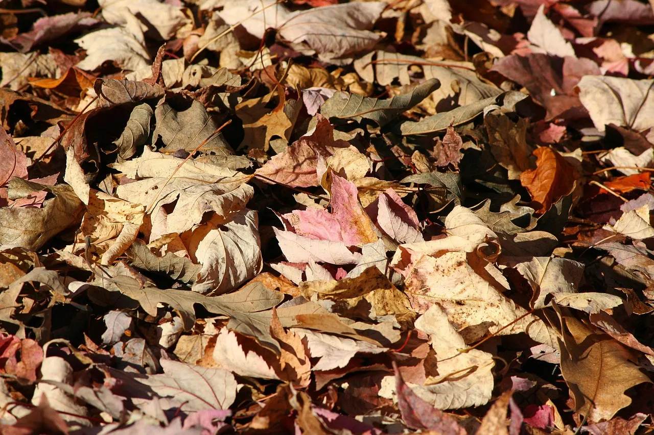 4. Use Leaves as Insulation for Vulnerable Plants (Image Credits: Pixabay)