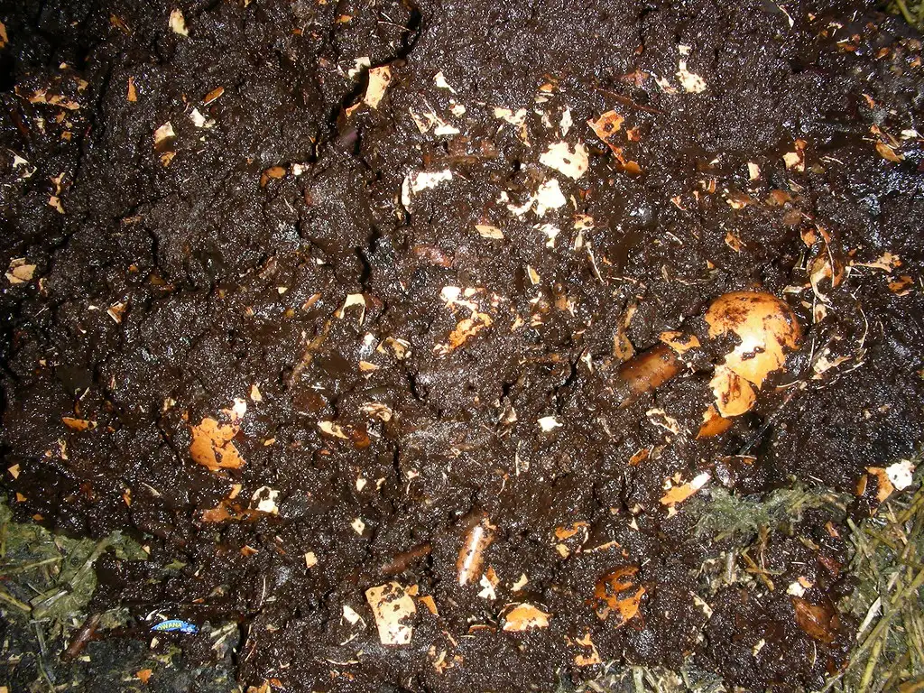 Harvesting Worm Castings: The Payoff (Doug Beckers, Flickr, CC BY-SA 2.0)
