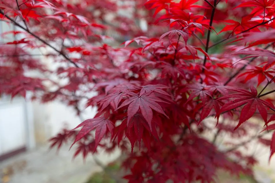 Tree 2: Japanese Maple (Acer palmatum) - Small Tree, Extraordinary Color (Image Credits: Pexels)