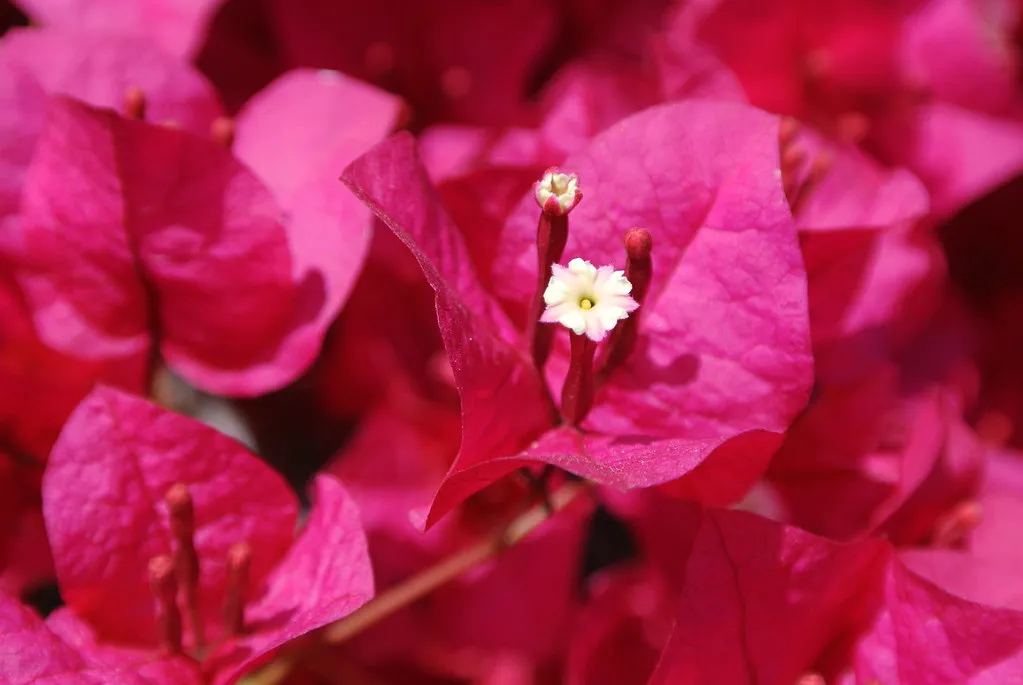 Bougainvillea: Color That Commands Attention (el cajon yacht club, Flickr, CC BY 2.0)