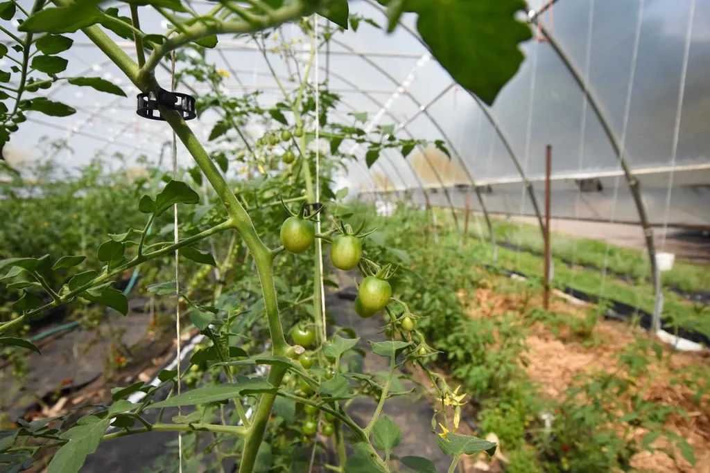The Best Crops to Cover (Image Credits: Rawpixel)