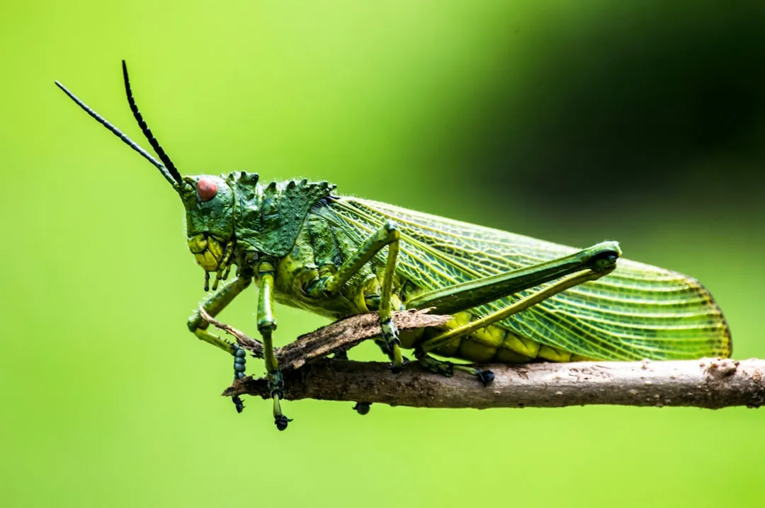 Why Most Insects You See Are Not Actually a Problem (Image Credits: Unsplash)