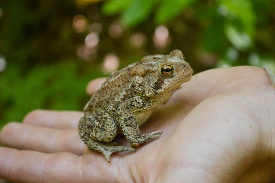 Patience: Letting the Toad Find You (Image Credits: Pexels)