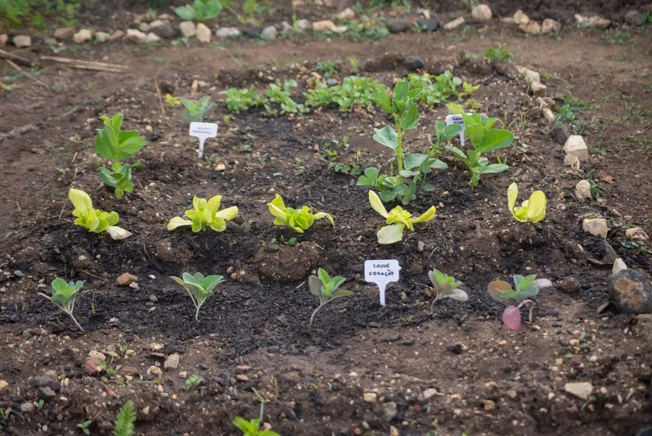 The Regenerative Gardener: Long-Term Thinking, Visible on the Surface (Image Credits: Pexels)