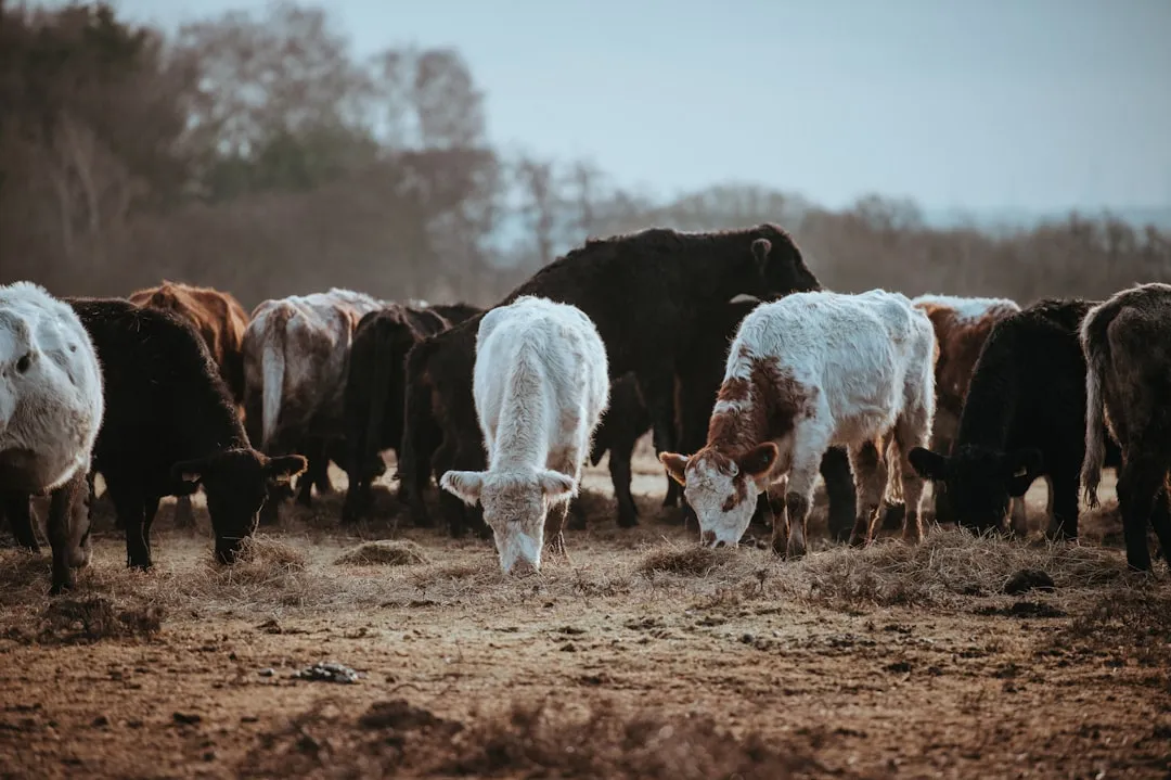 Drought Is Gutting the U.S. Cattle Herd - and Your Beef Budget (Image Credits: Unsplash)