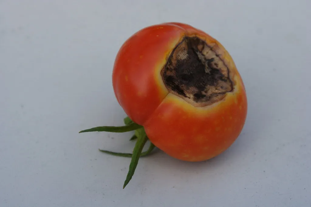 What Blossom End Rot Actually Is (eggrole, Flickr, CC BY 2.0)