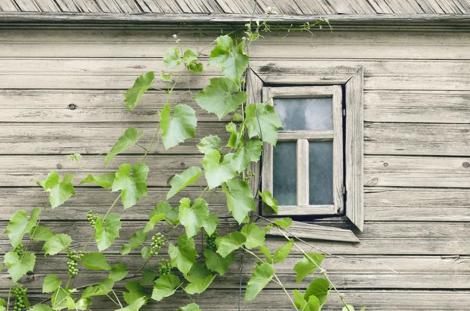 The Right Way to Remove Vines Without Causing More Damage (Image Credits: Pexels)