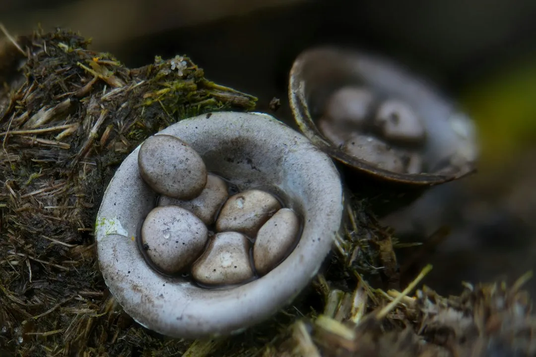 The Five Genera: A Closer Look at the Family (Image Credits: Unsplash)