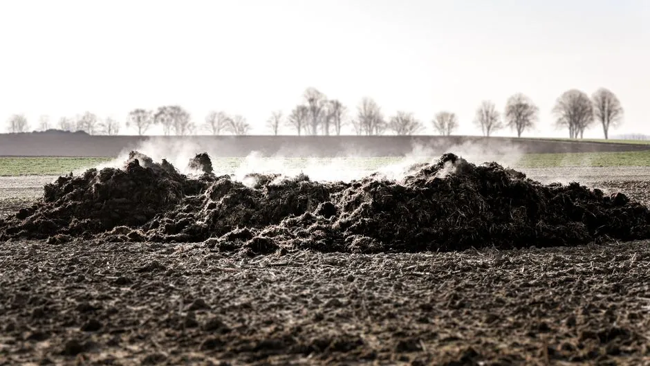 3. Bone Meal: The pH Problem Nobody Warns You About (Image Credits: Pexels)