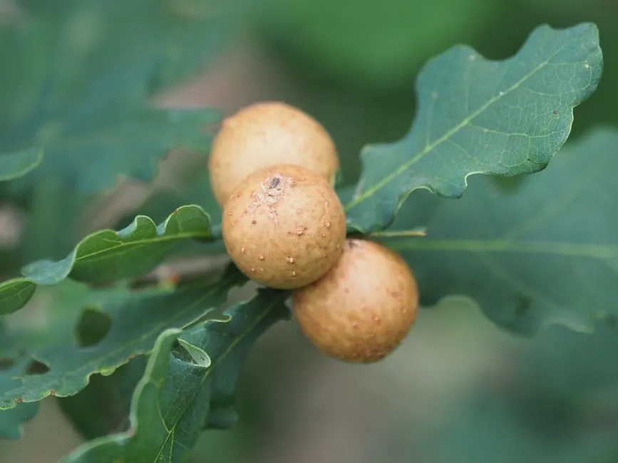 Life Inside the Gall (Image Credits: Pexels)