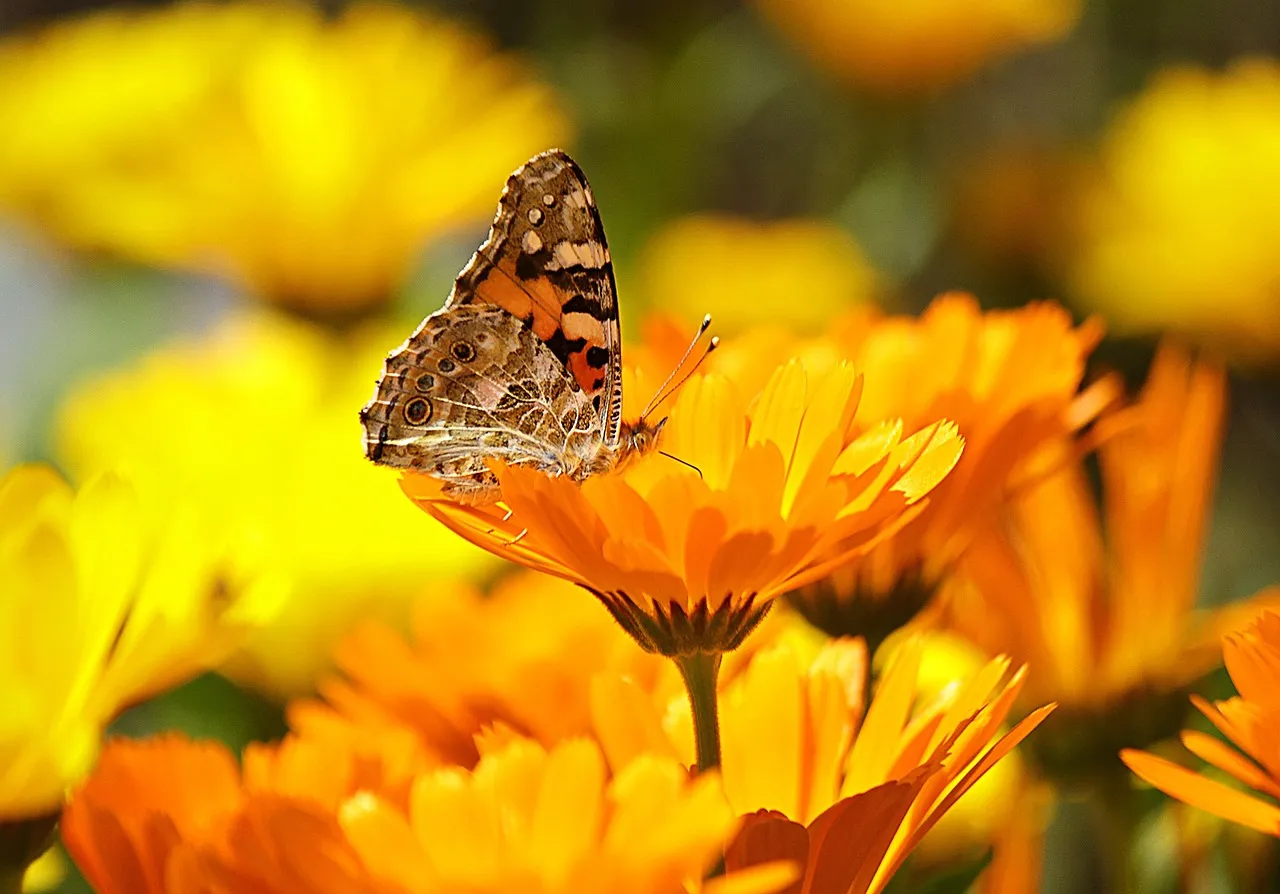 4. Calendula (Calendula officinalis): The All-Purpose Protector (Image Credits: Pixabay)