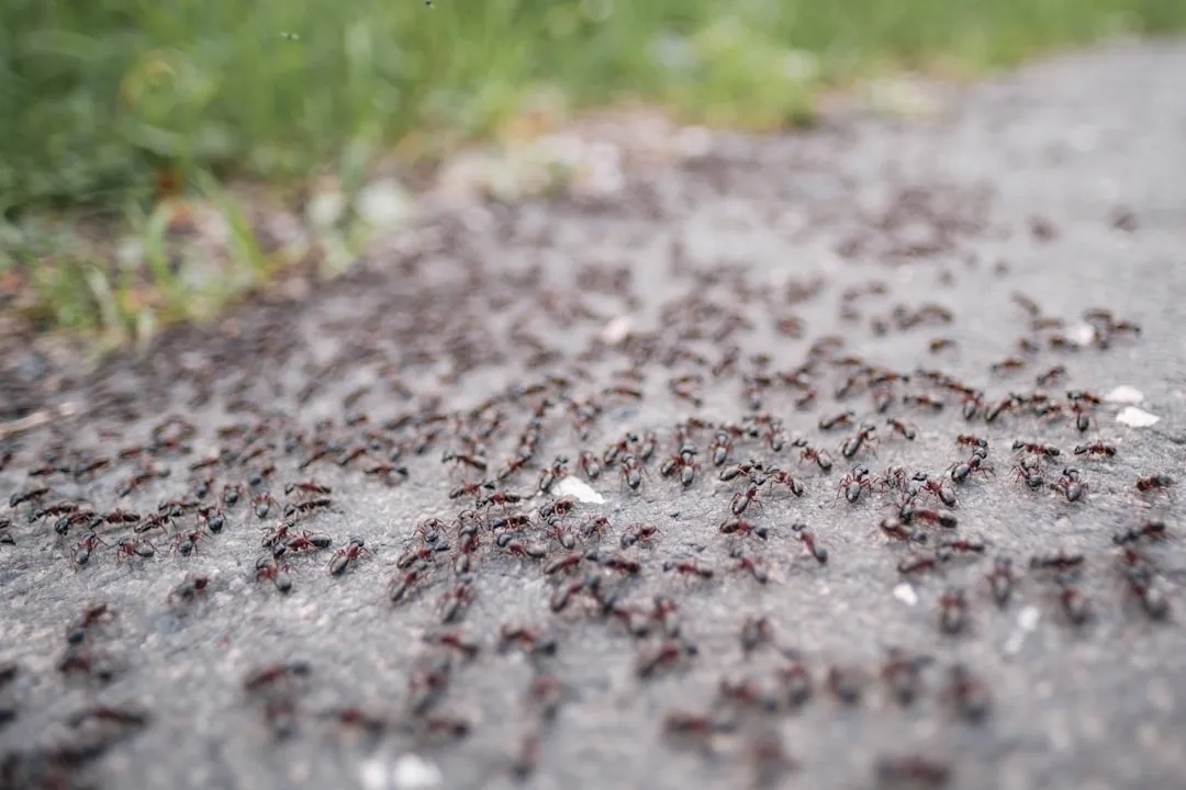 Using Trail Behavior to Pinpoint the Nest and Act on It (Image Credits: Unsplash)