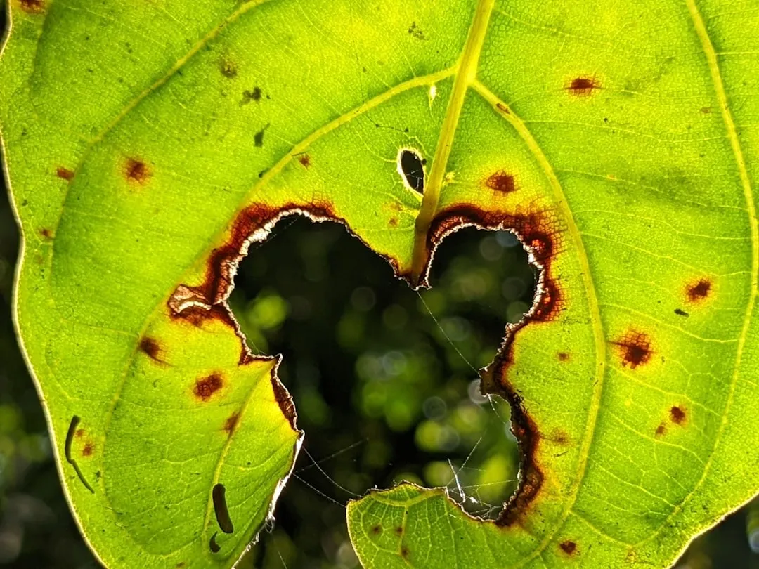 Removing Lower Leaves Stops the Spread of Spores Upward (Image Credits: Unsplash)