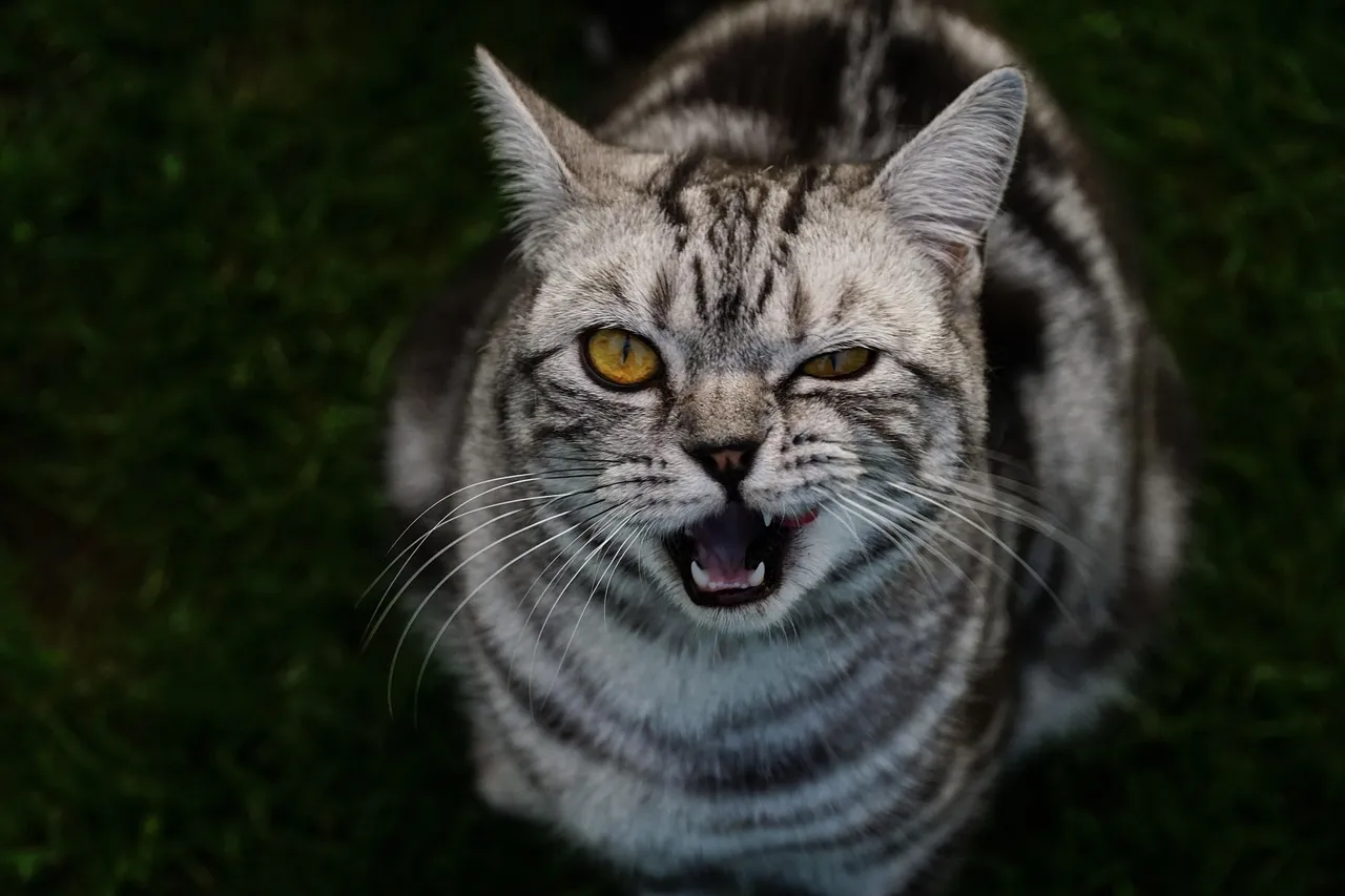Facial Expression Changes and the Feline Grimace Scale (Image Credits: Pixabay)