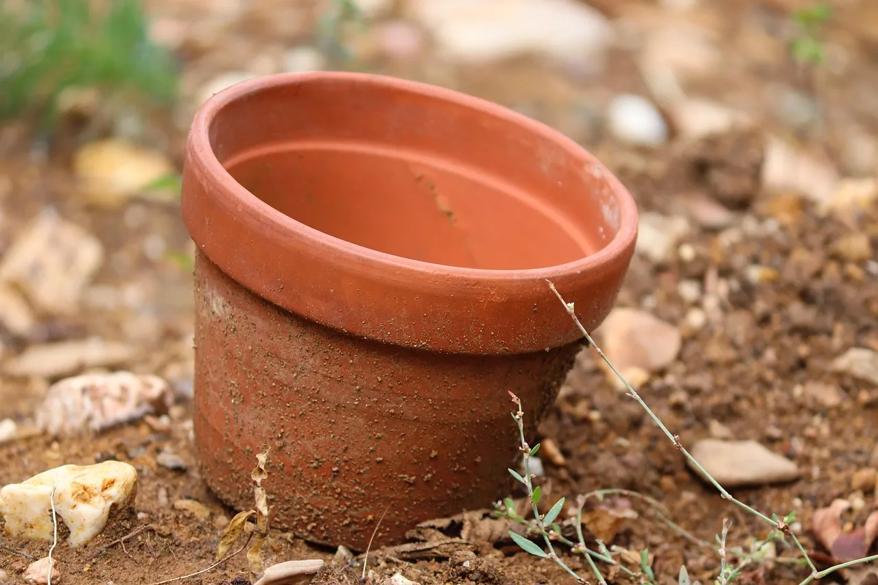 Pot Choice and Drainage Matter More Than You Think (Image Credits: Pixabay)