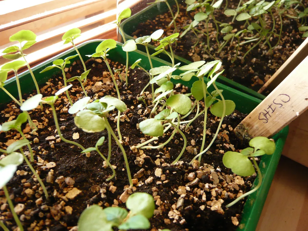 Shiso and the Forgotten Ingredient Revival (WordRidden, Flickr, CC BY 2.0)