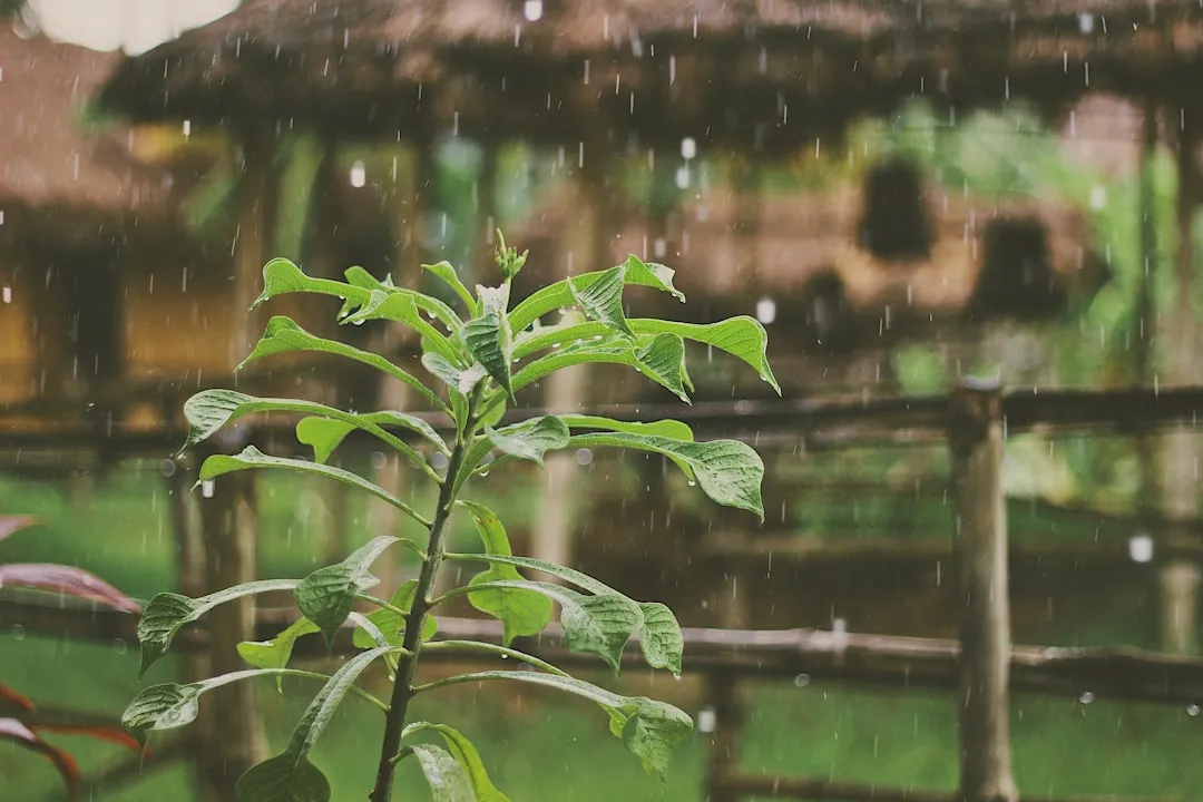 What Rainwater Actually Contains (That Tap Water Doesn't) (Image Credits: Unsplash)