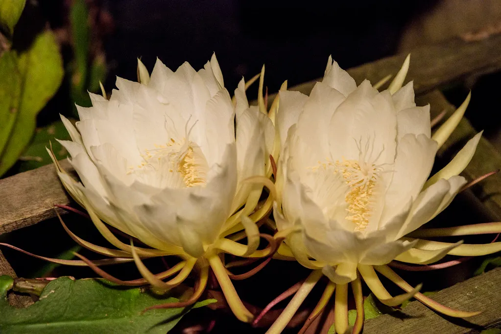The Role of Fragrance After Dark (Hardgrave Photography, Flickr, CC BY 2.0)