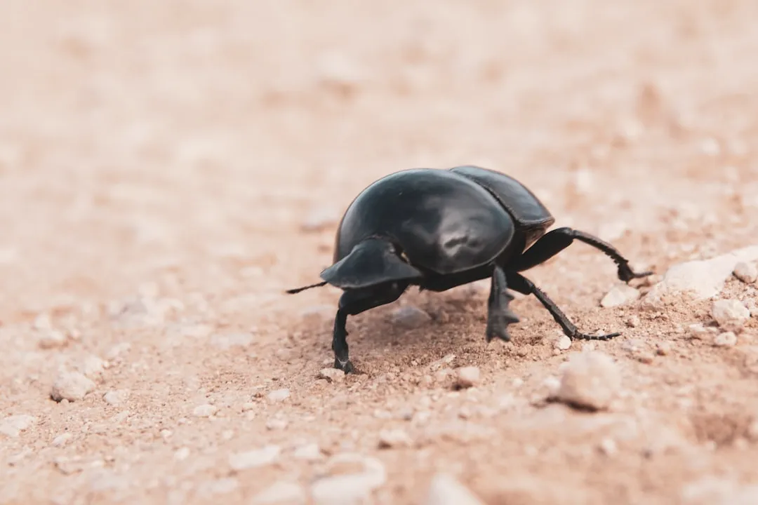 3. Ground Beetle (Image Credits: Unsplash)
