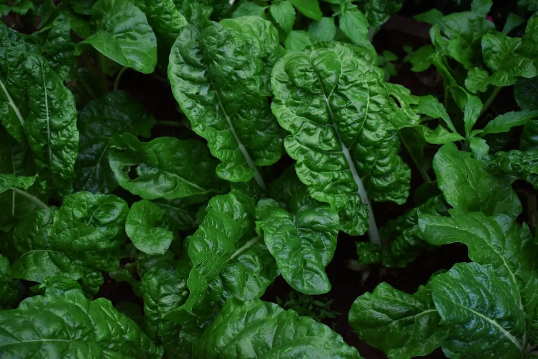 Use Row Covers as Your First and Strongest Line of Defense (Image Credits: Unsplash)