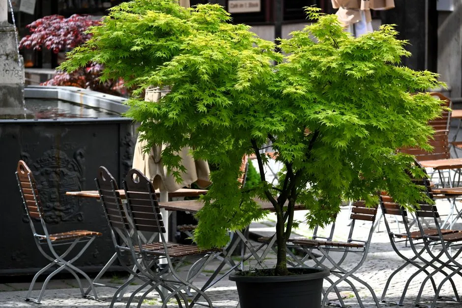 Why Compact Patio Trees Are Having a Moment Right Now (Image Credits: Pexels)