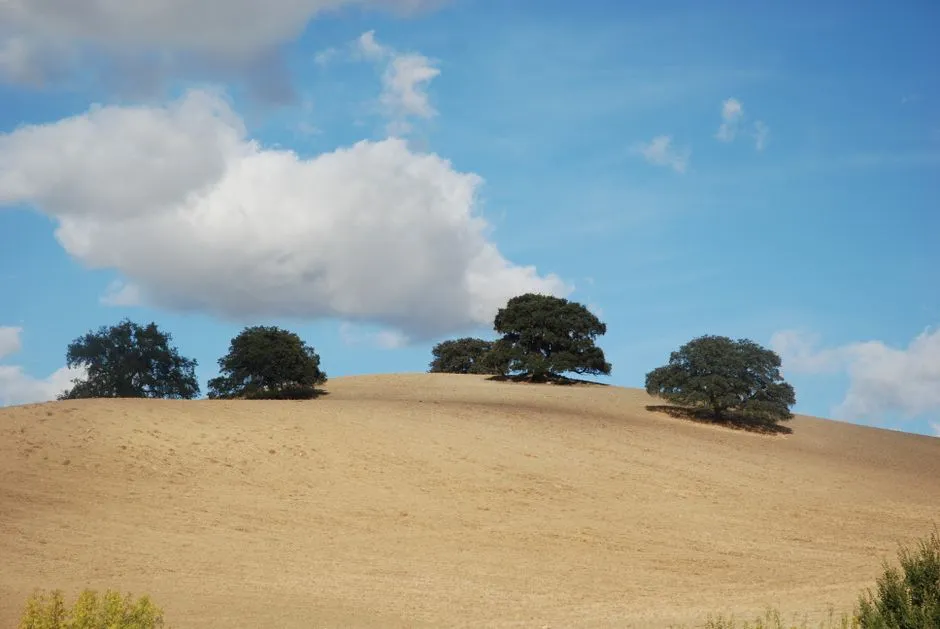 The One Rule That Makes or Breaks a Native Oak: No Summer Water (Image Credits: Pexels)