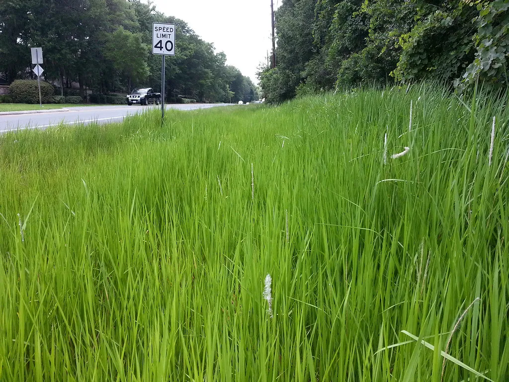 3. Cogongrass (Imperata cylindrica): The Federal Noxious Weed (Alachua County, Flickr, CC BY 2.0)