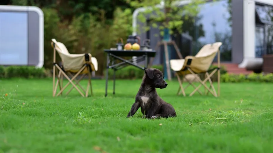 How to Pet-Proof Your Yard for Good (Image Credits: Pexels)