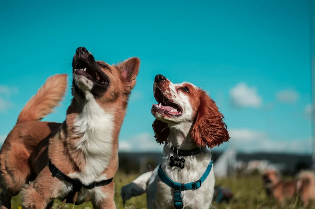 There's Real Science Behind Dog Jealousy (Image Credits: Unsplash)
