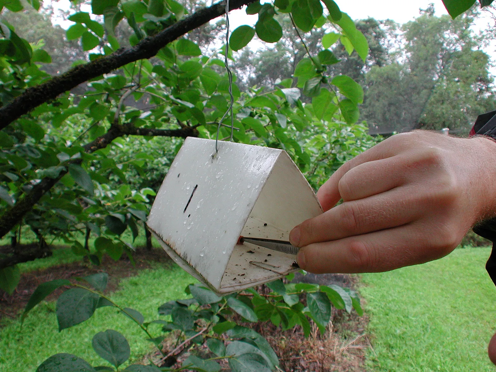 Sticky Traps That Become Saturated (By division, CSIRO, CC BY 3.0)