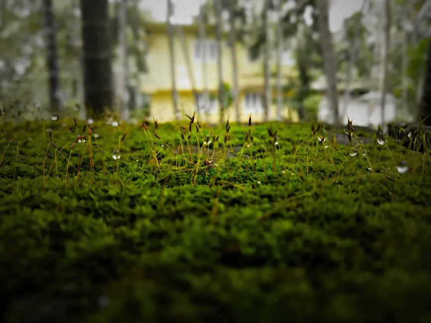 Reading the Soil Through What Grows There (Image Credits: Pexels)