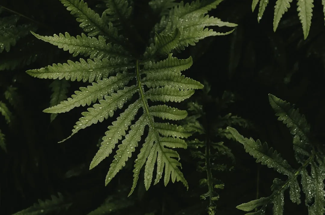 2. Boston Fern (Nephrolepis exaltata) (Image Credits: Unsplash)