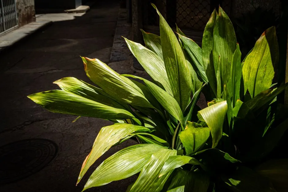 The Cast Iron Plant: Resilience as Sheer Stubborn Toughness (Image Credits: Pexels)