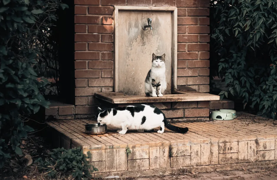 Can You Encourage a Water-Friendly Relationship in Any Cat? (Image Credits: Pexels)