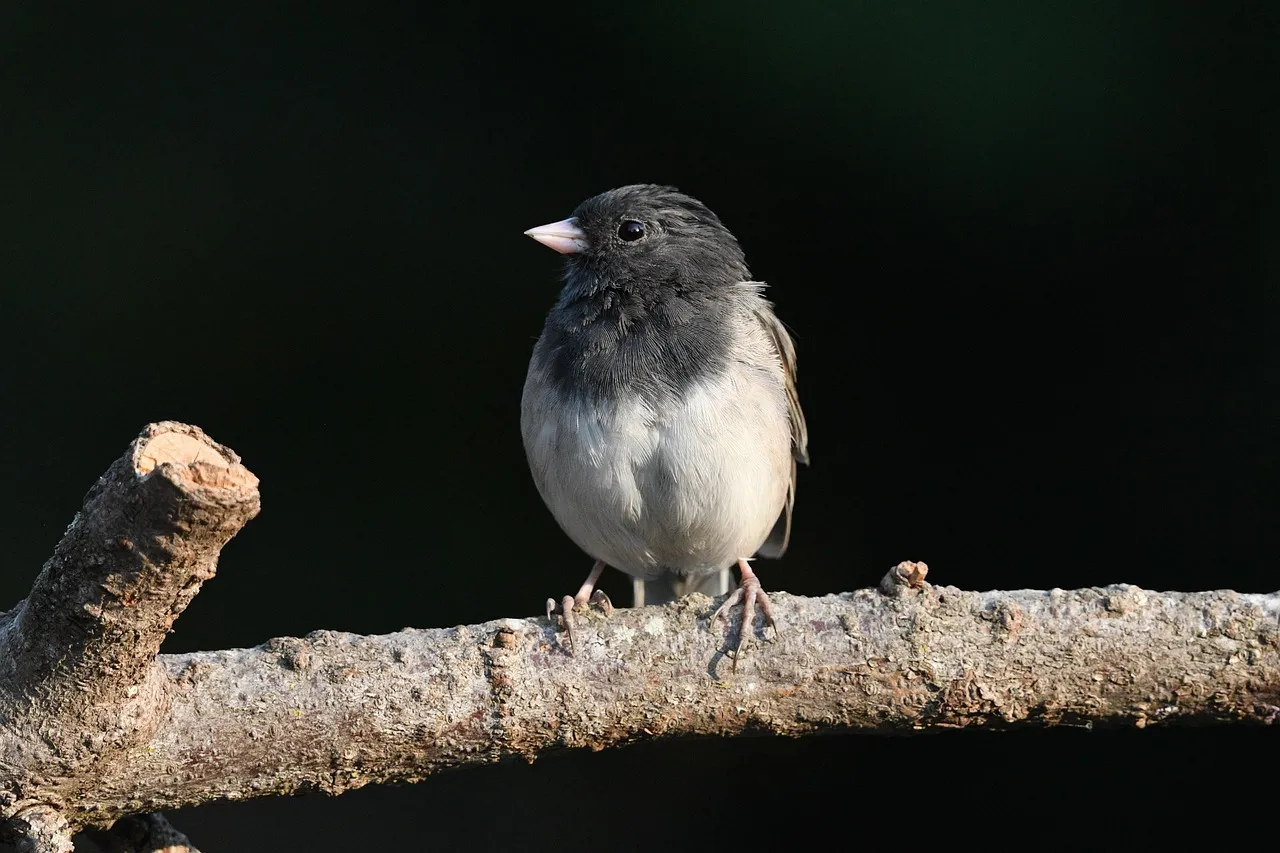 Dark-eyed Junco: The Winter Regular (Image Credits: Pixabay)