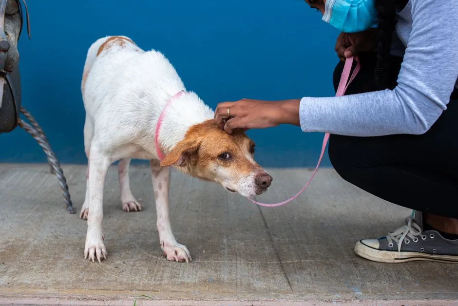 Body Language and What the Dog Is Actually Signaling (Image Credits: Pexels)