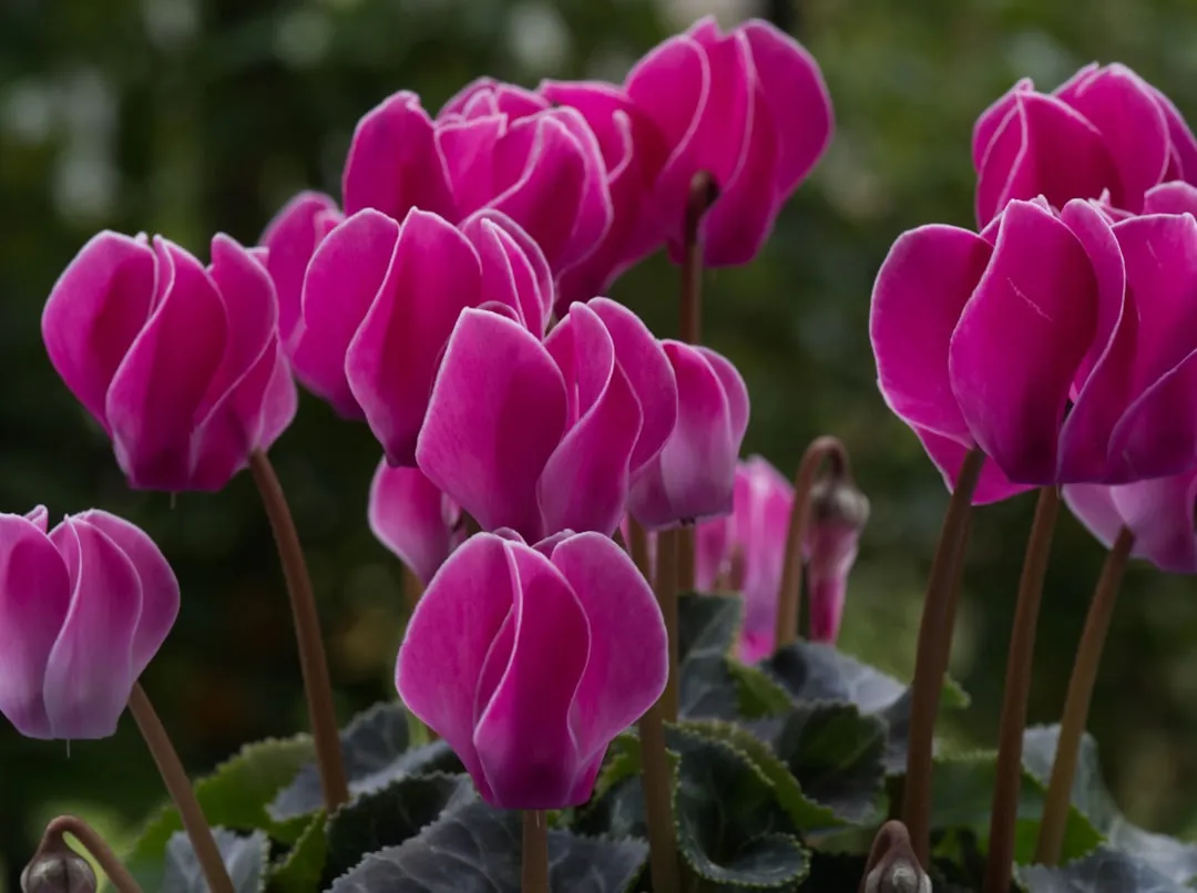 Hardy Cyclamen (Cyclamen hederifolium) (Image Credits: Unsplash)