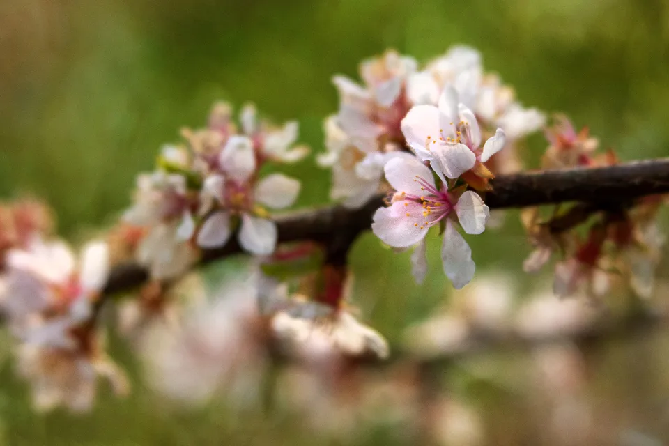 Apple Trees: Matching Bloom Times For Real Fruit Set (Image Credits: Stocksnap)