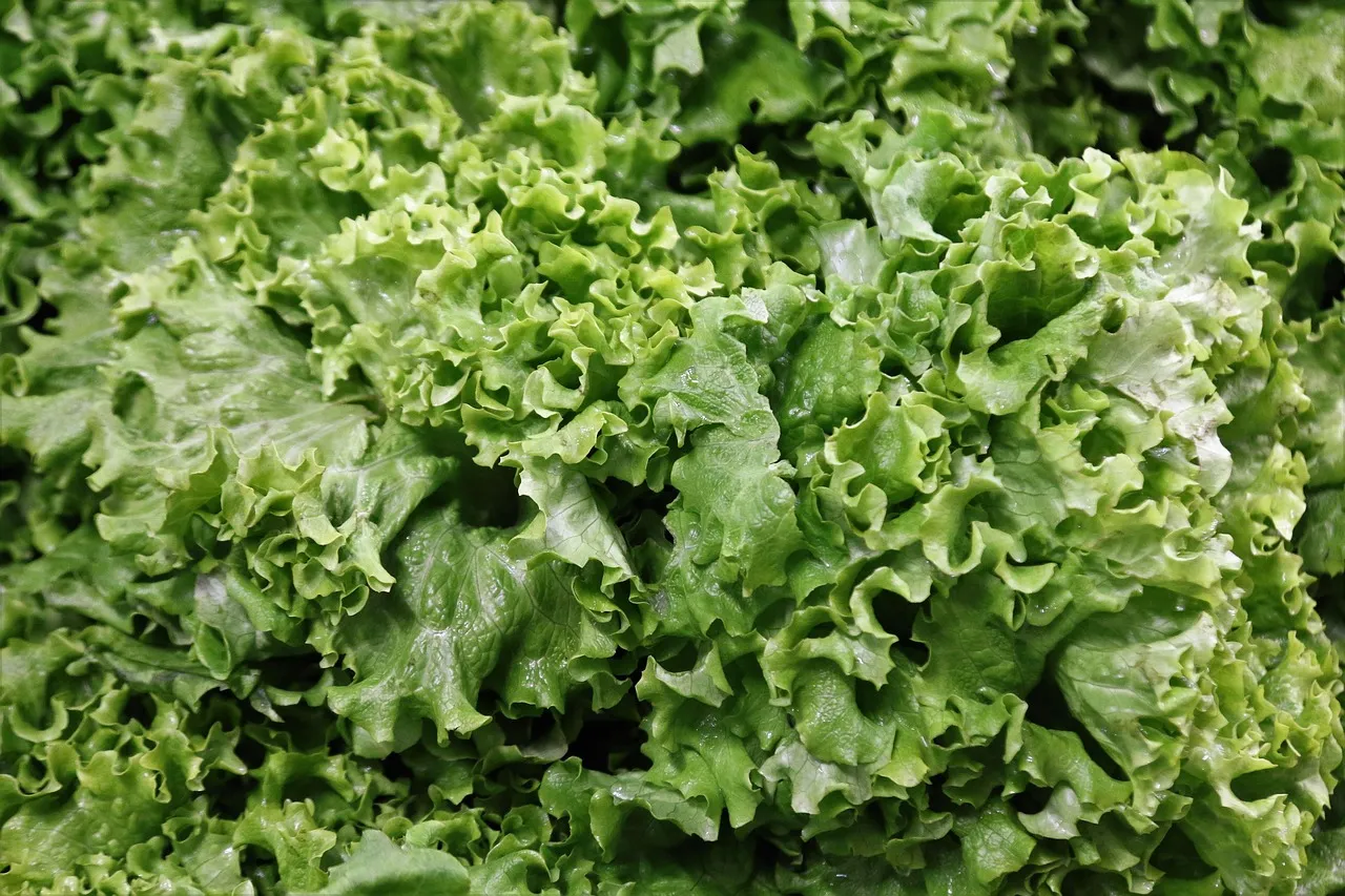 Romaine Lettuce Hearts Sprout New Leaves From the Center (Image Credits: Pixabay)