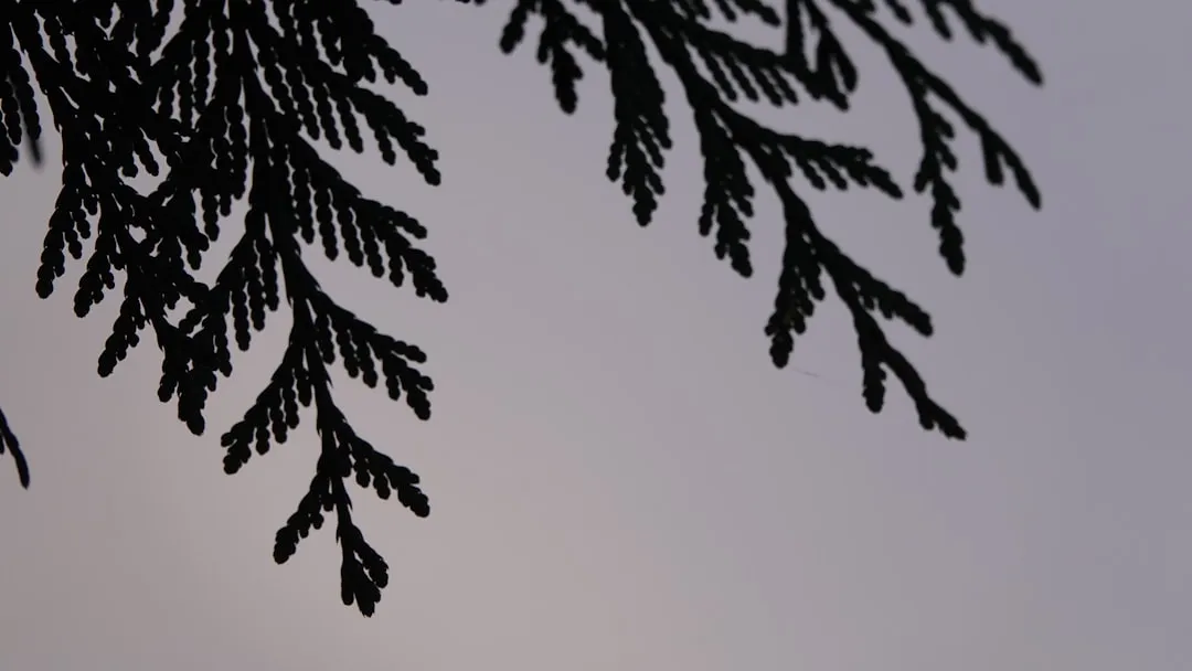 Incense Cedar (Calocedrus decurrens): Columnar, Aromatic, Unmistakable (Image Credits: Unsplash)