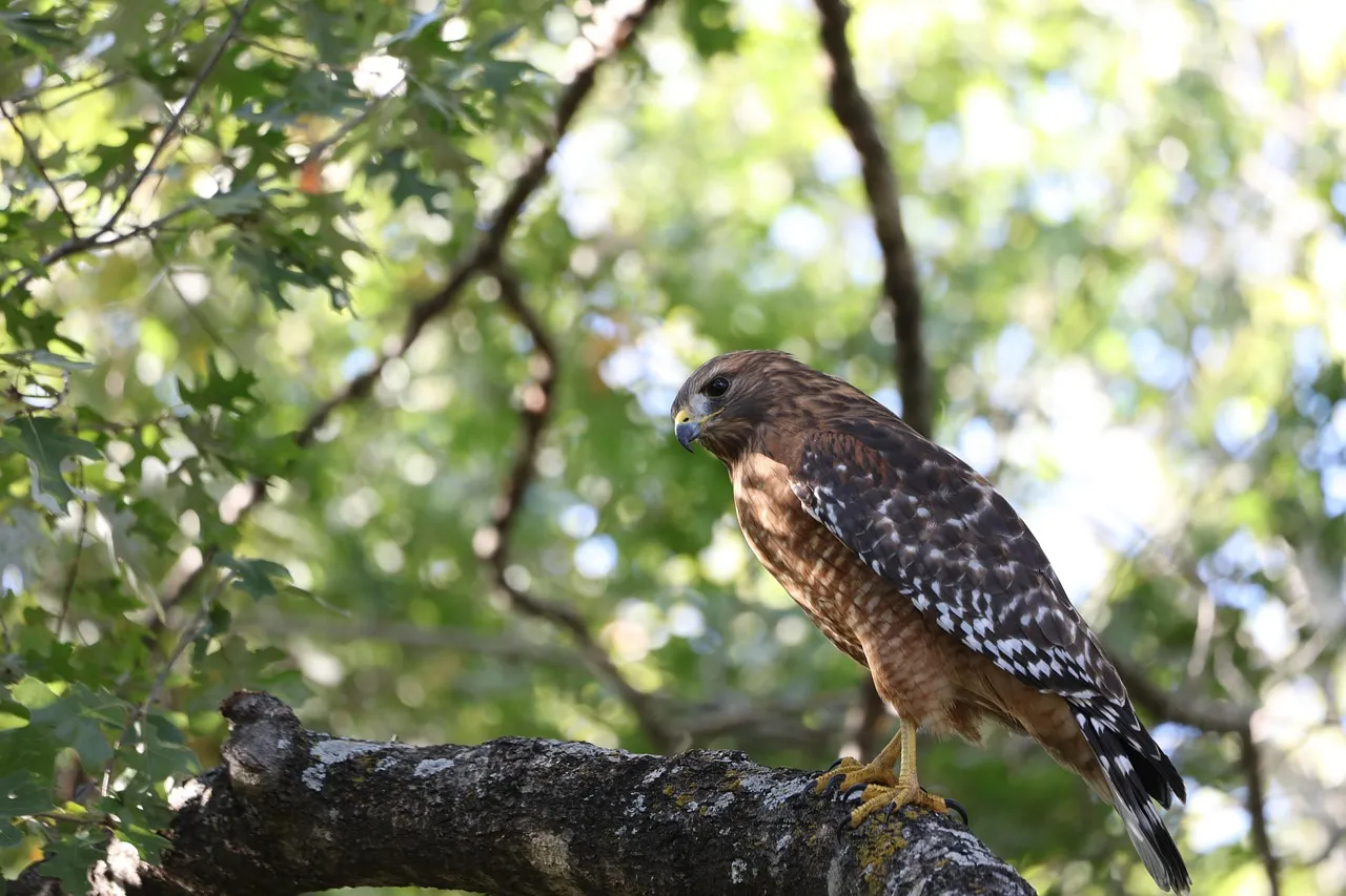 Why Hawks Keep Coming Back to the Same Yard (Image Credits: Pixabay)