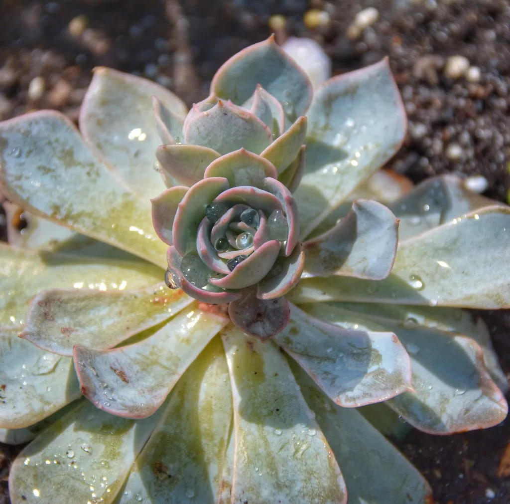 Reading Your Plant Is Better Than Following a Rigid Schedule (Michele Dorsey Walfred, Flickr, CC BY 2.0)