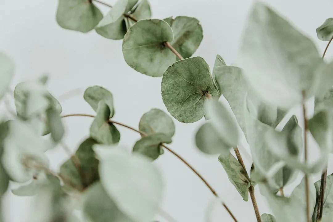 Eucalyptus: The Grocery Store Hero (Image Credits: Unsplash)