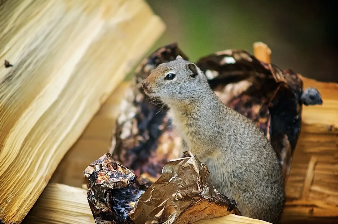 Rodents See Your Wood Stack as Prime Real Estate (Image Credits: Unsplash)