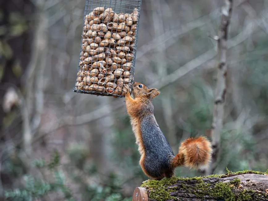 The Deception Game: Fake Caches and Food Thieves (Image Credits: Pexels)