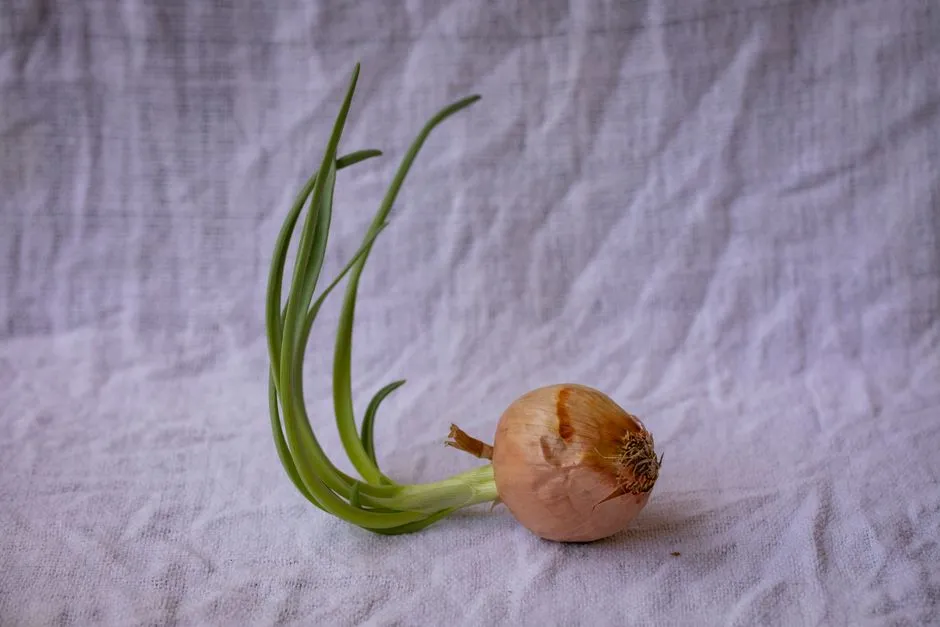 Bigger Seedlings Equal Bigger Bulbs (Image Credits: Pexels)