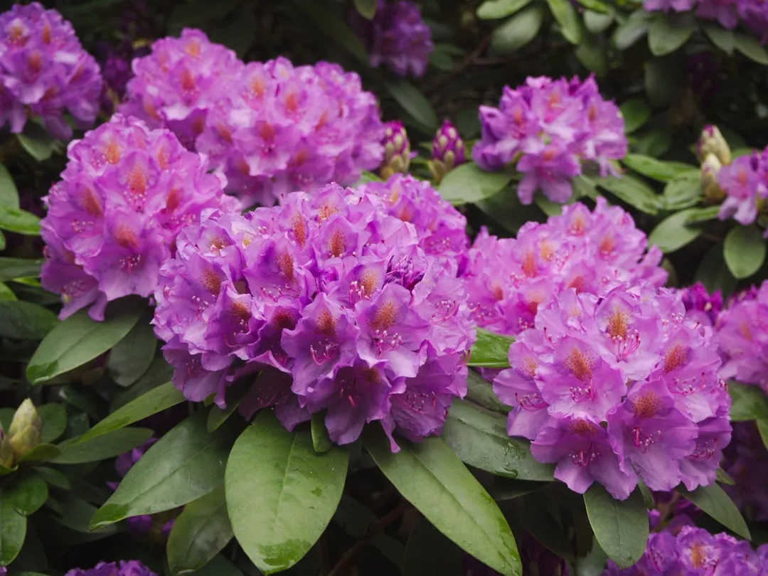 3. Azalea and Rhododendron: Toxic Spring Staples Found in Nearly Every Garden (Image Credits: Unsplash)